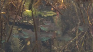 Life in the underground rivers - Yucatan Outdoors