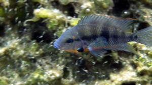 Cenote´s Fish - Yucatan Outdoors