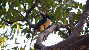 Bird Watching at Monkey Reserve - Yucatan Outdoors