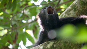 Howler Monkey - Yucatan Outdoors