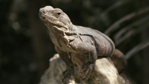 Black Iguana - Yucatan Outdoors