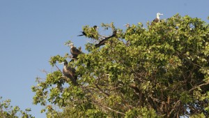 Magnificent Frigatebird - Yucatan Outdoors