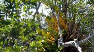 Bromelia - Yucatan Outdoors