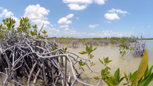 Red Mangrove - Yucatan Outdoors