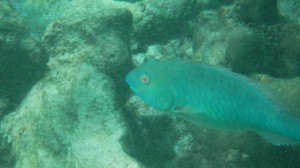 Mesoamerican Coral Reef - Yucatan Outdoors