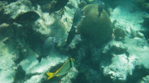 Mesoamerican Coral Reef - Yucatan Outdoors