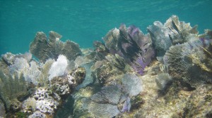Mesoamerican Coral Reef - Yucatan Outdoors