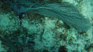 Snorkeling in the Mesoamerican Coral Reef - Yucatan Outdoors