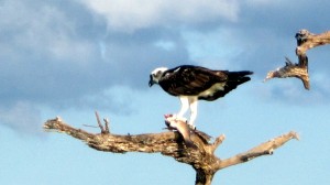 Osprey - Yucatan Outdoors