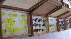 Butterflies species at the Museum - Yucatan Outdoors