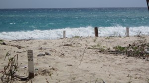 Turtle nests in the Natural Reserve - Yucatan Outdoors