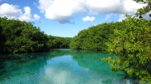 Snorkeling in an Open Mangrove Cenote - Yucatan Outdoors