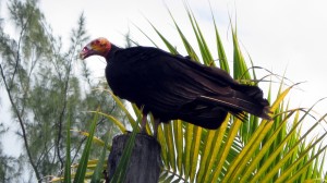 YucatanOutdoors