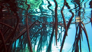 Manrgove roots - Yucatan Outdoors