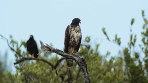Black Hawk family - Yucatan Outdoors
