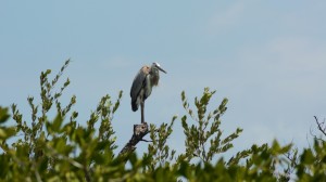 Great Blue Heron - Yucatan Outdoors