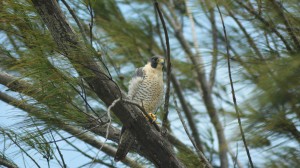 Peregrine Falcon - Sian Ka´an Birdwatching