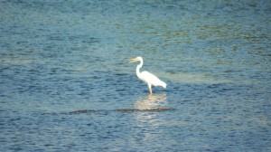 Great Blue Heron White Morph and Crocodylus acutus - Yucatan Outdoors