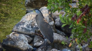 Sian Ka´an Birdwatching