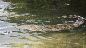 Sian Ka´an Wildlife