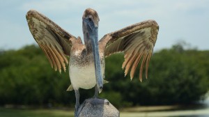 Brown Pelican - Yucatan Outdoors