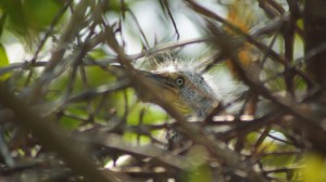 Kayak Birdwatching - Yucatan Outdoors