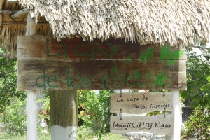 Insects Museum - Yucatan Outdoors