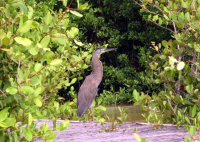 Wetland-Kayak-Yucatan-Outdoors