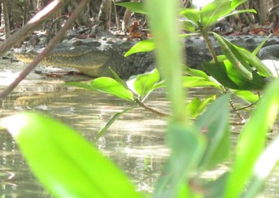 Wetland-Kayak-Yucatan-Outdoors