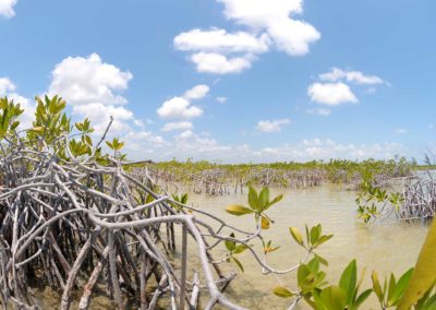 Wetland-Kayak-Yucatan-Outdoors