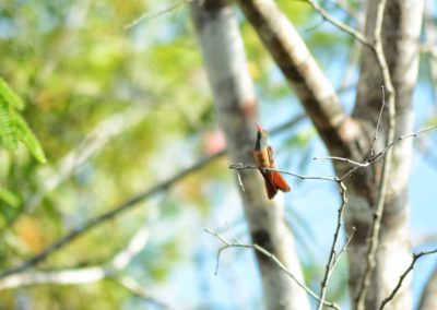 birdwatching-yucatan-outdoors