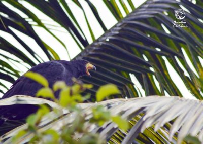 birdwatching-yucatan-outdoors
