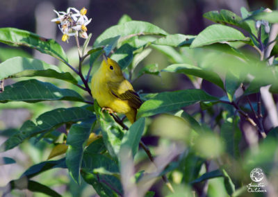 birdwatching-yucatan-outdoors