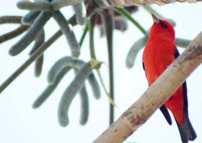 birdwatching-yucatan-outdoors