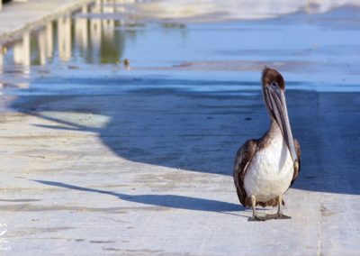 birdwatching-yucatan-outdoors