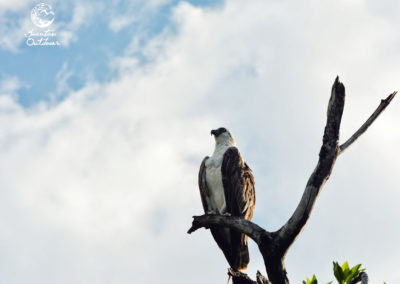 birdwatching-yucatan-outdoors