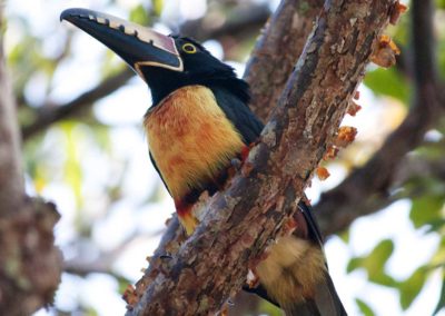 birdwatching-yucatan-outdoors