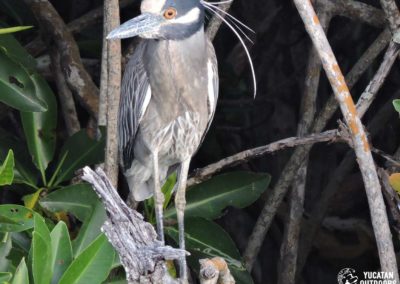 birdwatching-yucatan-outdoors