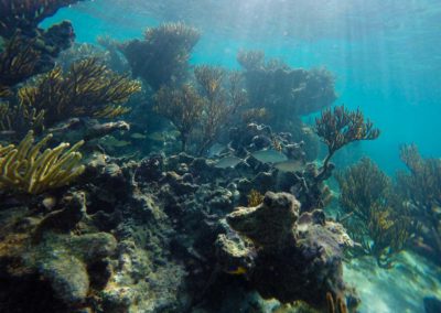 sea-kayak-snorkel-Yucatan-Outdoors