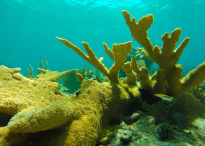 snorkel-yucatan-outdoors