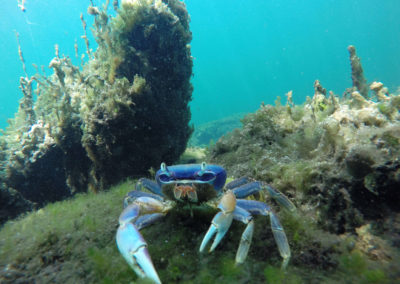 snorkel-yucatan-outdoors