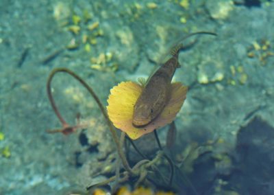 snorkel-yucatan-outdoors