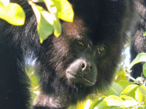 Wildlife Jungle Hiking Experience Detach