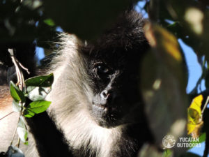 Wildlife Jungle Hiking Experience Detach