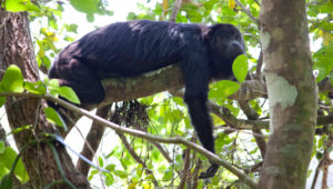 wildlife jungle hiking