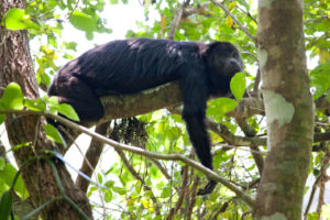 Wildlife Jungle Hiking Experience Detach
