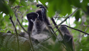 wildlife jungle hiking