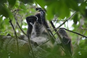 Wildlife Jungle Hiking Experience Detach