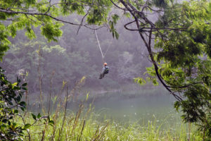 wildlife jungle hiking