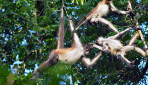 wildlife jungle hiking